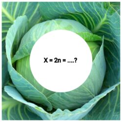 2n-number-of-cabbage